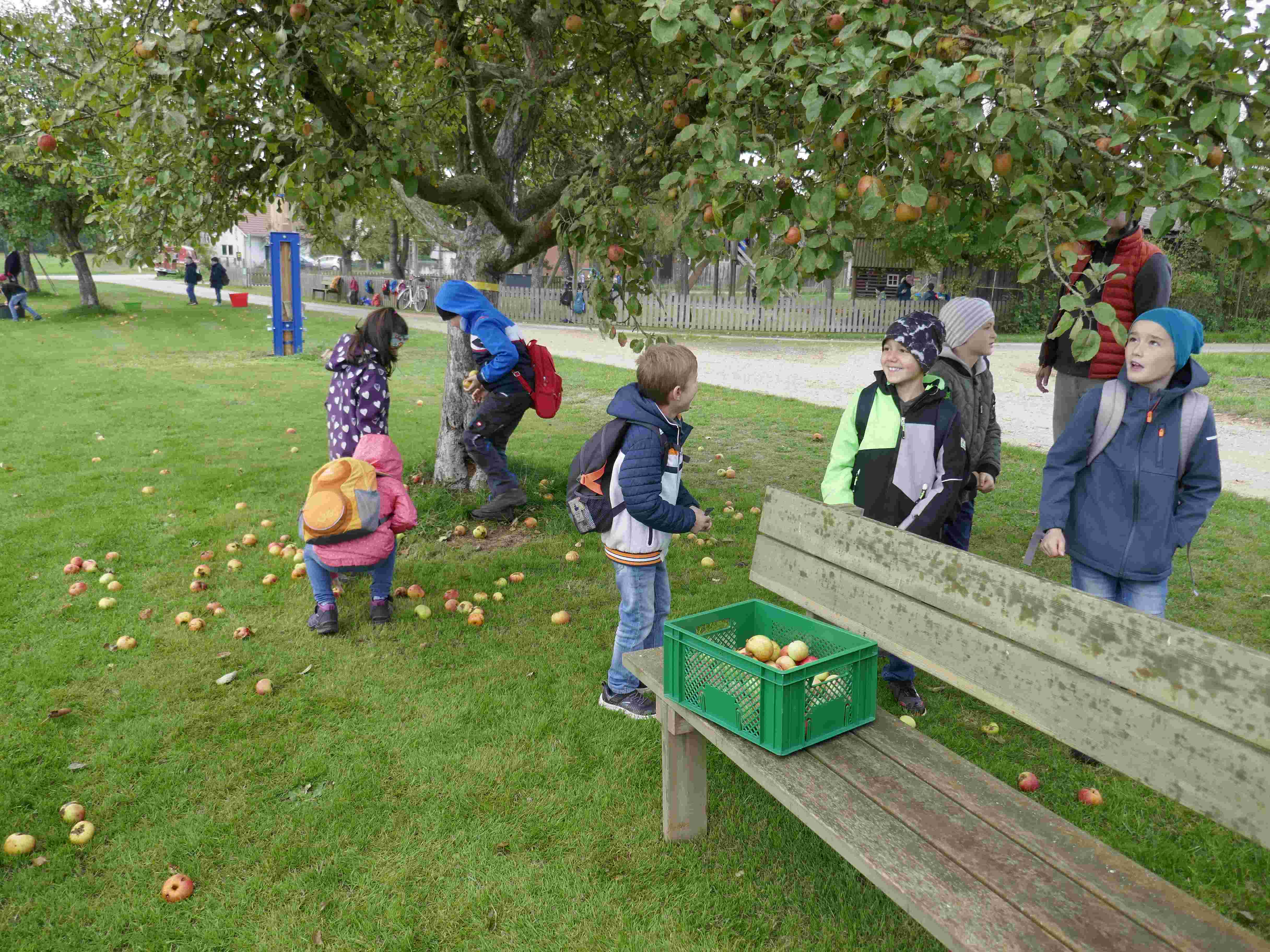 Äpfel sammeln